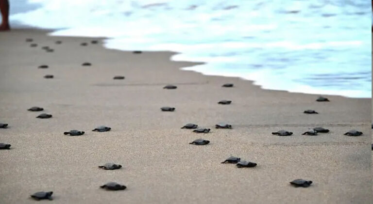 201-beach-for-sale-in-gahir-matha