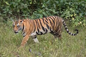 keonjhar-forest-tiger-census-from-20th-nov