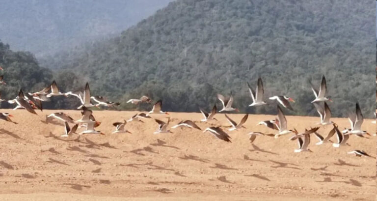 arrival-of-exotic-birds-in-satkoshia