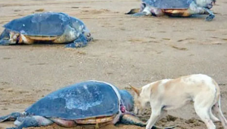 unsafe-gahirmatha-sanctuary-trawlers-fishing-in-prohibited-areas-584-dead-between-november-and-march