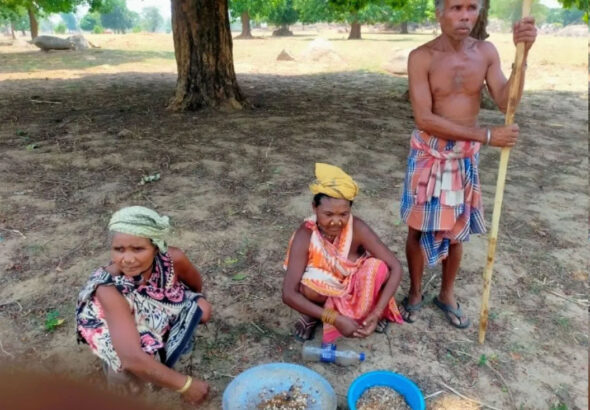 tribals-busy-collecting-moss-in-summer-selling-it-for-rs-359-to-rs-450-per-kg