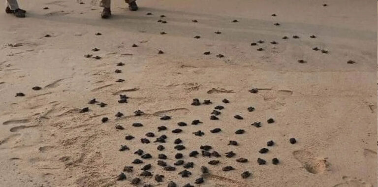 brahmagiri-olive-ridley-turtle-hatchling-record